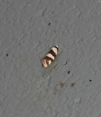 Prepocosma schalidota