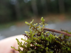 Frullania nisquallensis
