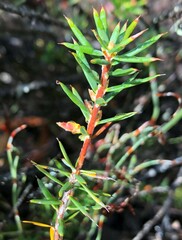Stenanthera conostephioides