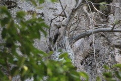 Pseudobombax ellipticum