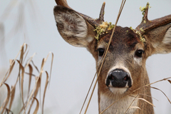 Odocoileus virginianus leucurus