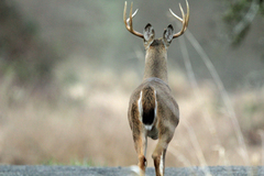 Odocoileus virginianus leucurus