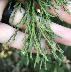 Cupressus lusitanica
