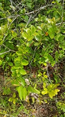 Hirtella paniculata
