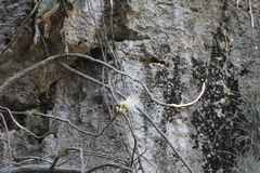 Pseudobombax ellipticum