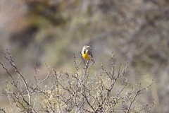 Sturnella magna lilianae