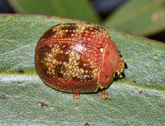 Paropsis carnosa