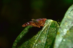 Polygonus leo