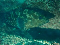 Epinephelus polyphekadion