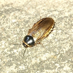 Pycnoscelus