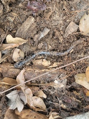 Plethodon ocmulgee