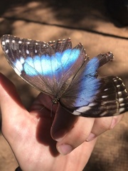 Morpho helenor