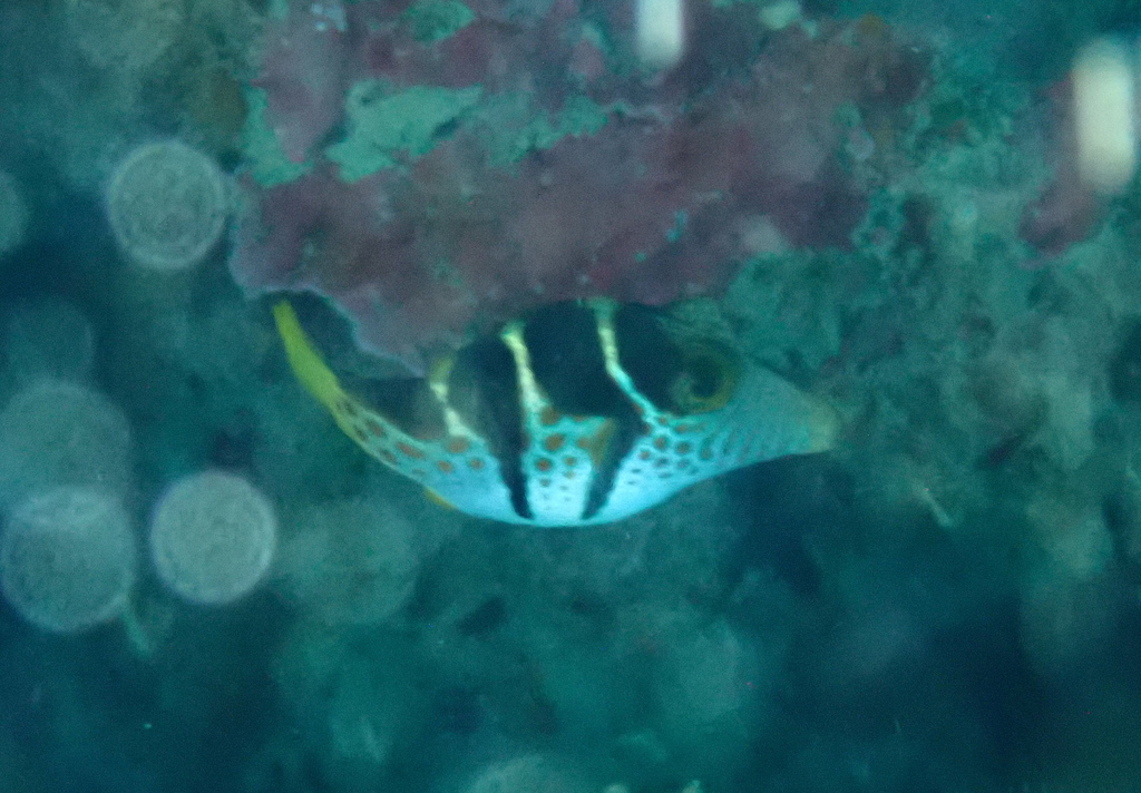 Valentinni's sharpnose puffer