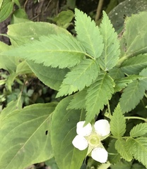 Rubus rosifolius
