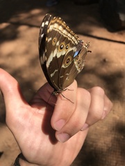 Morpho helenor