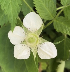 Rubus rosifolius