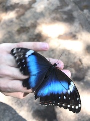 Morpho helenor