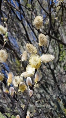 Salix × reichardtii