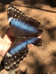 Morpho helenor
