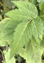 Rubus rosifolius