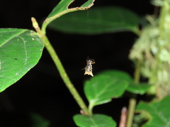 Micrathena rubicundula