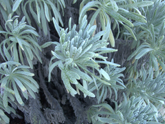 Tournefortia gnaphalodes