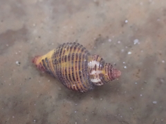 Ocenebrinae