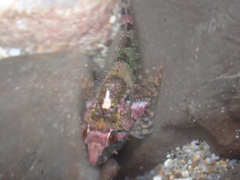 Oligocottus rubellio