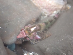 Oligocottus rubellio