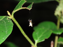 Micrathena rubicundula