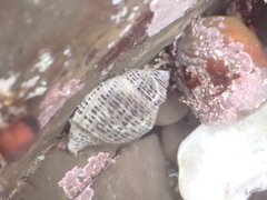 Acanthinucella punctulata