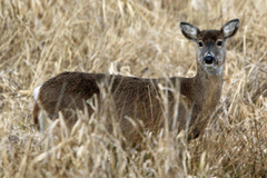 Odocoileus virginianus leucurus