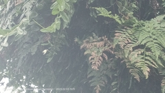 Dendrobium crumenatum