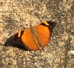 Doleschallia bisaltide bisaltide