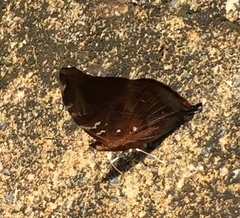 Doleschallia bisaltide bisaltide