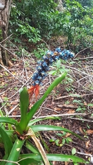 Aechmea mertensii