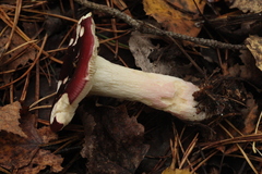 Russula atrorubens