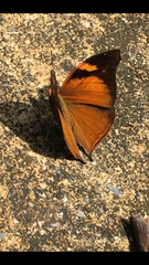 Doleschallia bisaltide bisaltide