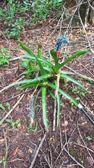 Aechmea mertensii