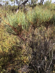 Allocasuarina pusilla