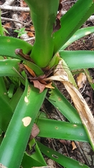 Aechmea mertensii