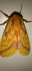 Symphlebia