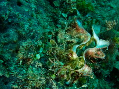 Tridacna squamosa