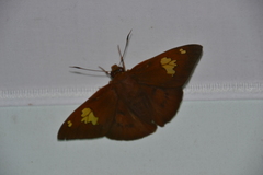 Nascus phocus