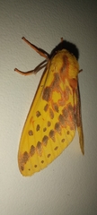 Symphlebia