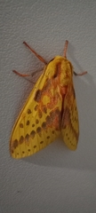 Symphlebia