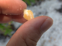 Columbella mercatoria