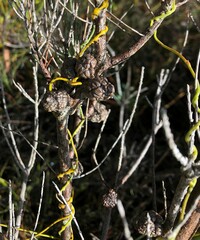 Allocasuarina pusilla