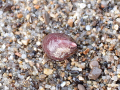 Crepidula adunca