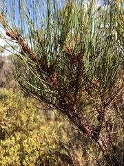 Allocasuarina pusilla